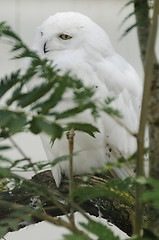 Image showing Snowy owl (bubo scandiacus)