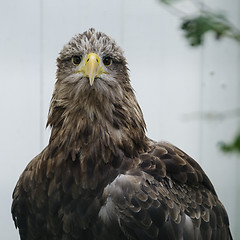 Image showing White tailed sea eagle (haliaeetus albicilla)