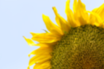 Image showing flower Sunflower, close-up