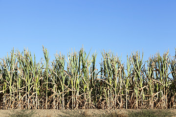 Image showing Field with corn