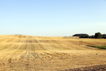 Image showing agricultural field, cereals