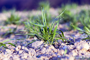 Image showing green wheat, close-up