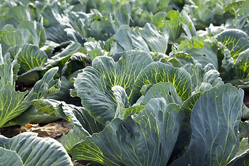 Image showing green cabbage field