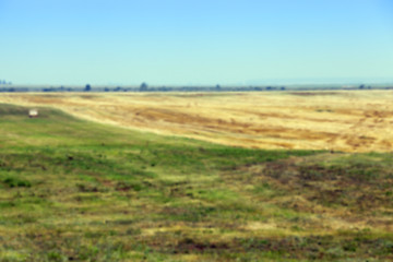 Image showing ripe wheat crop