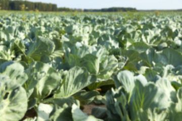 Image showing green cabbage field