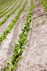 Image showing field with beetroot