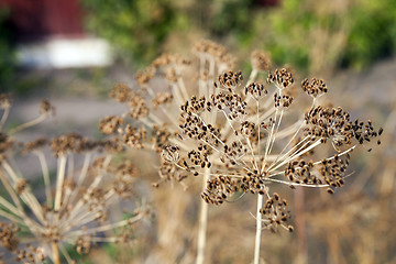 Image showing mature dill close-up