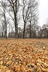 Image showing Autumn Park, overcast