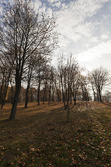 Image showing birch trees in autumn