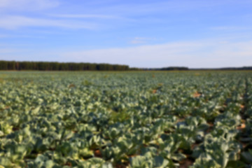 Image showing Field with cabbage, summer
