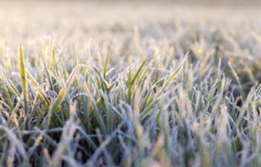 Image showing green wheat, frost