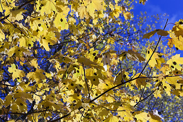 Image showing birch tree in autumn