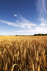 Image showing ripe yellow cereals