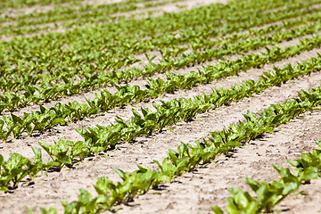 Image showing beetroot sprouts in the spring