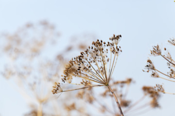 Image showing brown fennel stalk