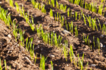 Image showing young sprouts of wheat