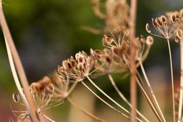 Image showing mature dill close-up