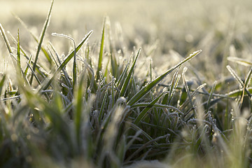 Image showing young grass plants, close-up