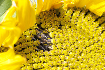 Image showing photographed close-up of a sunflower
