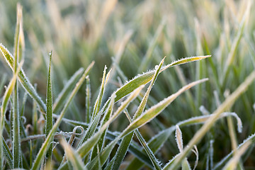 Image showing frost on the wheat