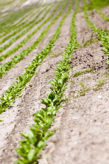 Image showing agricultural field with beetroot