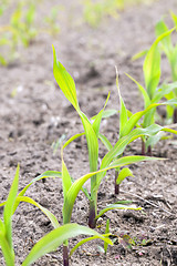 Image showing Field of green corn