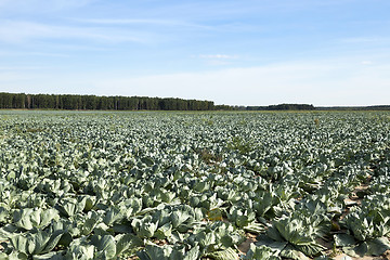 Image showing green cabbage field