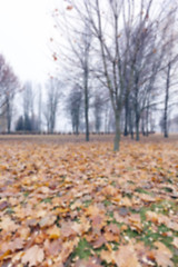 Image showing Autumn Park, overcast