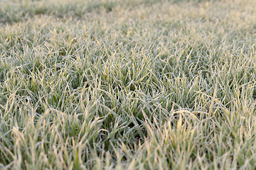 Image showing green wheat, frost