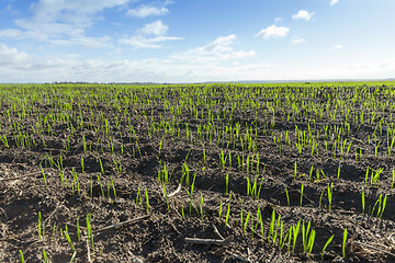 Image showing field with young wheat