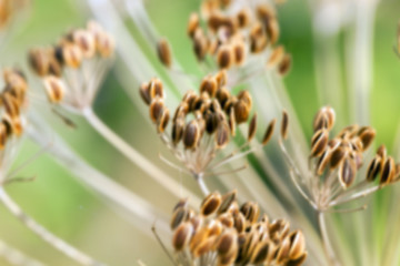 Image showing mature dill close-up