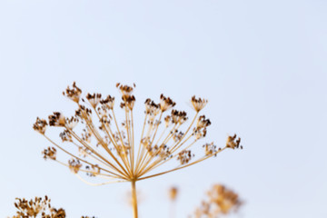 Image showing brown fennel stalk