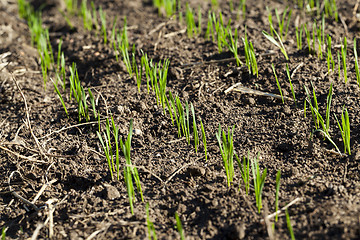 Image showing field with young wheat