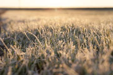 Image showing frost on the wheat