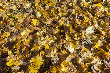 Image showing autumn foliage of the trees,