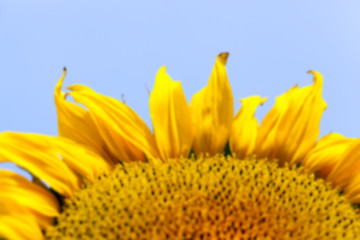 Image showing flower Sunflower, close-up