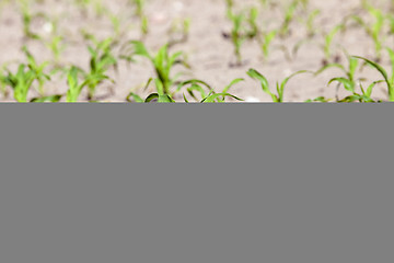 Image showing green corn. Spring