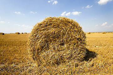 Image showing haystacks straw lying