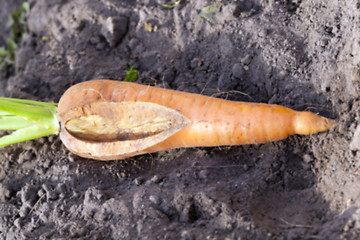 Image showing Carrots on the ground