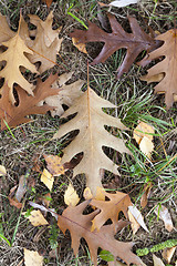 Image showing Autumn Park, overcast