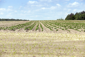 Image showing potato field, spring