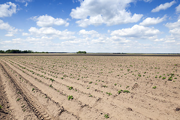 Image showing potato field, spring