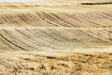 Image showing agricultural field, cereals