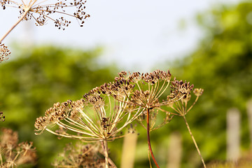 Image showing mature dill close-up