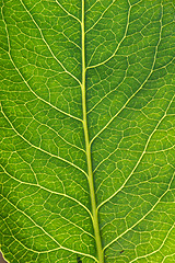 Image showing Macro leaf