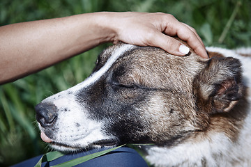 Image showing Human pampering dog