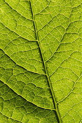 Image showing Leaf macro