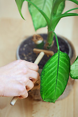 Image showing Woman gardening potted plant