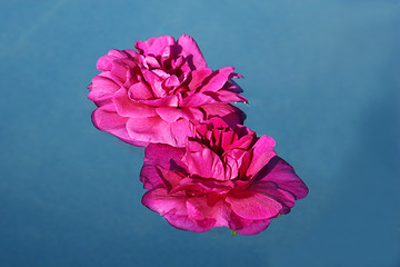 Image showing rose in water