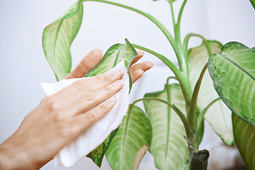 Image showing Woman wiping leaves of potted plant